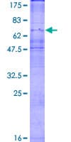 Human CX3CR1 Protein (Recombinant GST)