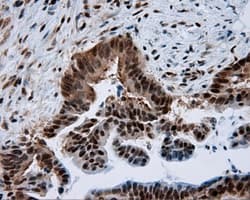 BAP / SIL1 Antibody (clone OTI1F9)