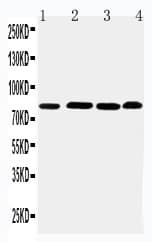 Polyclonal Rabbit anti-Human PROX1 Antibody (aa346-359, WB)