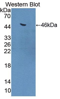 HSPA6 / HSP70B' Antibody (aa1-387, APC)