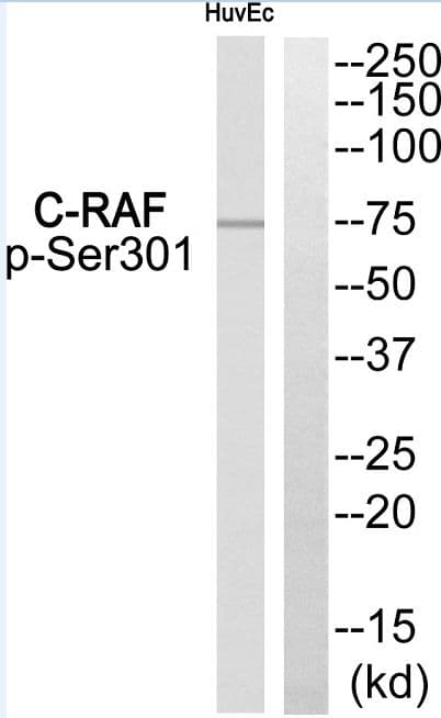 Polyclonal Rabbit anti-Human RAF1 / RAF Antibody (phospho-Ser301, WB)