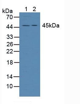 ADRM1 Antibody (aa2-407)