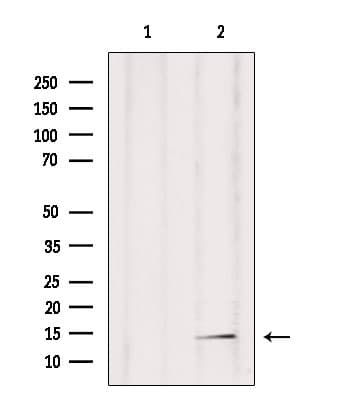 POLR2F Antibody