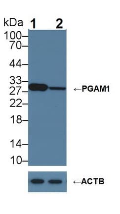 Polyclonal Rabbit anti-Human PGAM1 Antibody (aa2-254, WB)