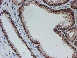 SAT2 Antibody (clone OTI2B3)