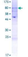 Human KCNJ4 / Kir2.3 Protein (Recombinant GST)