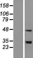 SNAPC3 Protein (Over-Expression Lysate Myc-DDK (Flag))
