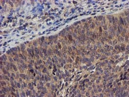 DCLRE1B Antibody (aa1-280, clone OTI2B7)
