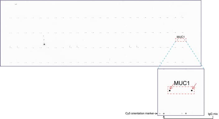 EMA / MUC1 Antibody (clone UMAB57, Carrier-free)