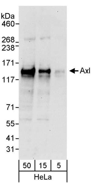 AXL Antibody (aa250-300)