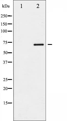 Polyclonal Rabbit anti-Human SOX9 Antibody (phospho-Ser181, IHC, IF, WB)