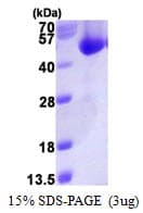 Human ACOT7 / BACH Protein (Recombinant His)