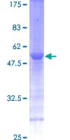 Human EMC8 / COX4NB Protein (Recombinant GST)