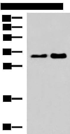 HNRNPA1L2 Antibody