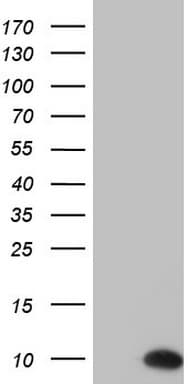 PYDC1 Antibody (clone OTI7A2)