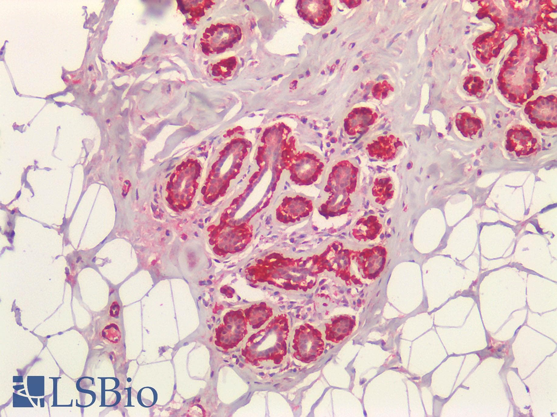 IHC-plus™ ACTA2 / Smooth Muscle Actin Antibody (N-Terminus)