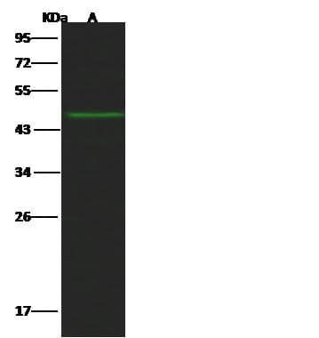 Polyclonal Rabbit anti-Human GFRAL Antibody (Preservative Free, WB)
