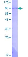 Human NUCB1 / Nucleobindin Protein (Recombinant GST)