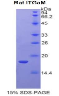 Rat ITGAM / CD11b Protein (Recombinant His)