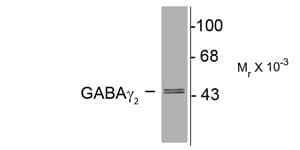 GABRG2 Antibody