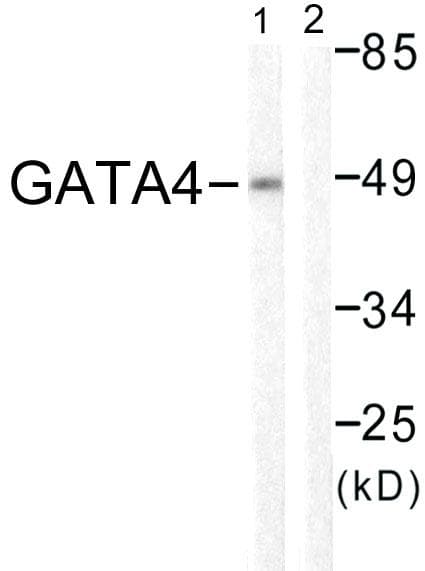 Polyclonal Rabbit anti-Human GATA4 Antibody (p105, IF, WB)