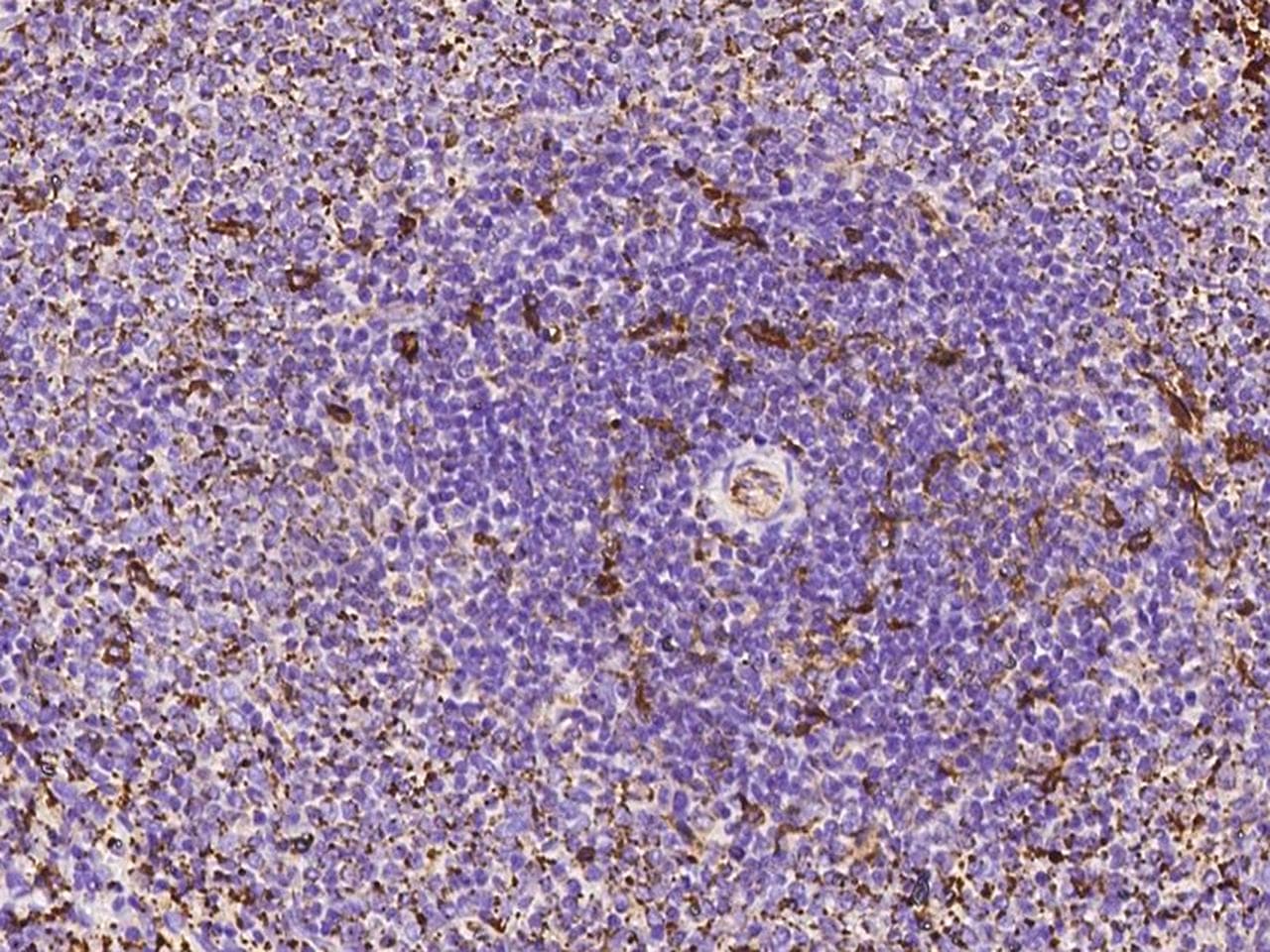 C1qRP / CD93 Antibody (Preservative Free)