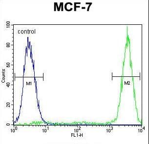 IHC-plus™ GALNS / Chondroitinase Antibody (aa236-263)