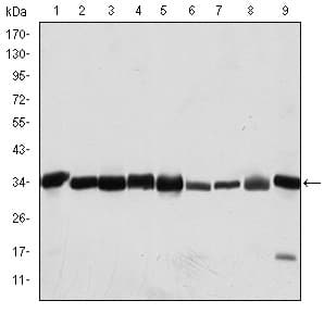 CDK1 / CDC2 Antibody (clone 2G9)
