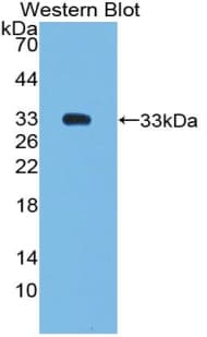 SMAD6 Antibody (aa171-441)