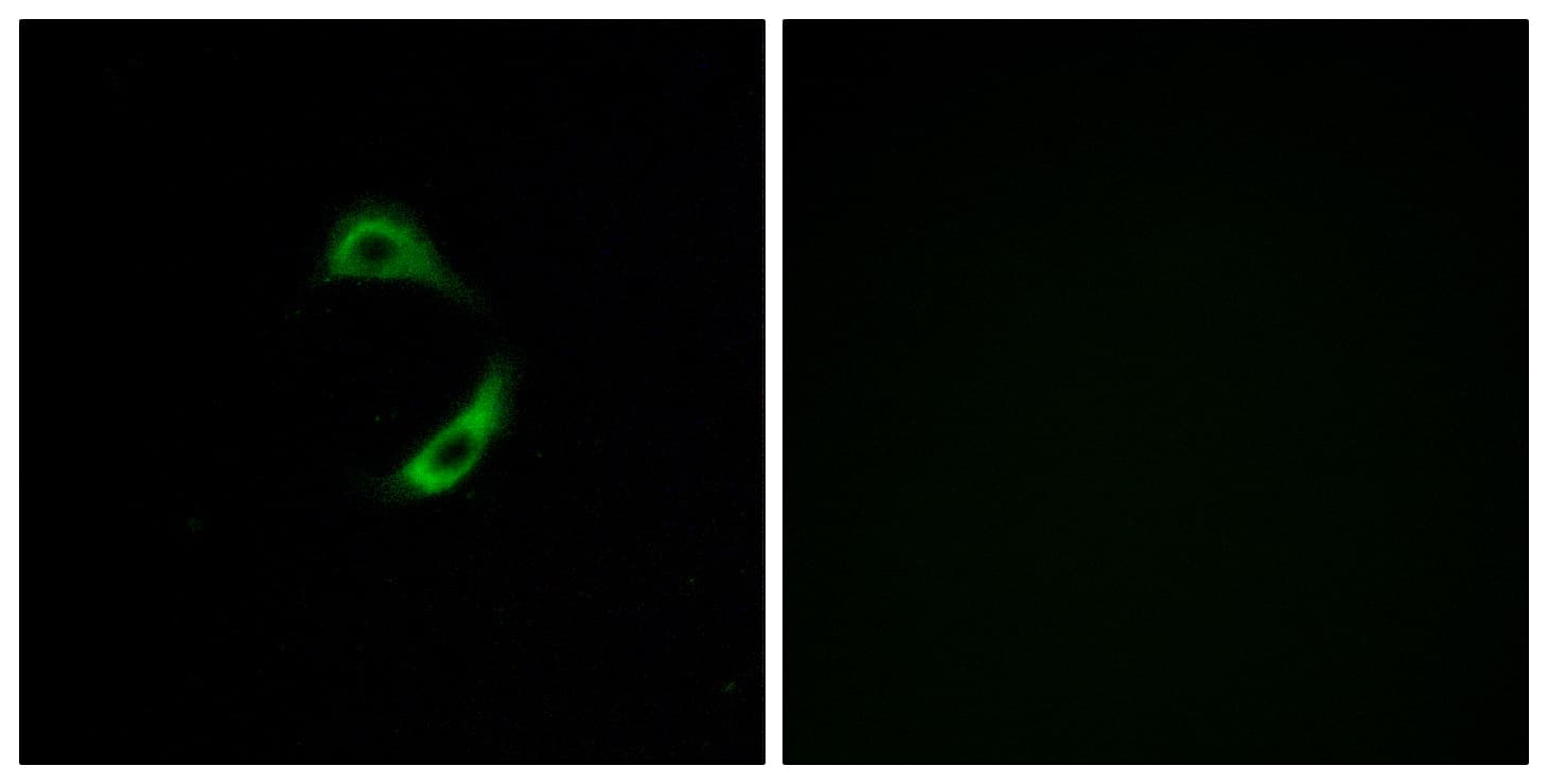 OR10G9 Antibody (aa231-280)