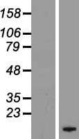 FXYD4 Protein (Over-Expression Lysate Myc-DDK (Flag))