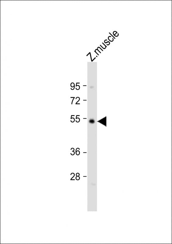 Polyclonal Rabbit anti-Zebrafish opn4.1 / Opsin 4.1 Antibody (aa255-288, WB)