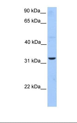 APG5 / ATG5 Antibody (C-Terminus)