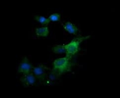 KLK8 / Kallikrein 8 Antibody (clone OTI16G2, Carrier-free)