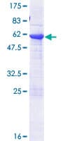 Human BCL7B Protein (Recombinant GST)