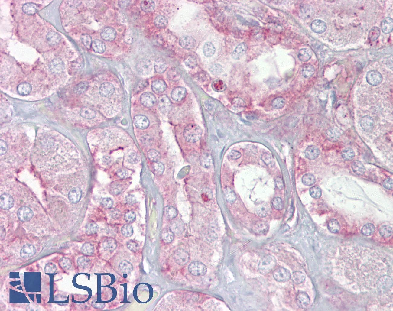 SPTAN1 / Alpha Fodrin Antibody (N-Terminus)