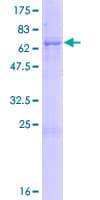 Human BRUNOL5 / CELF5 Protein (Recombinant GST)