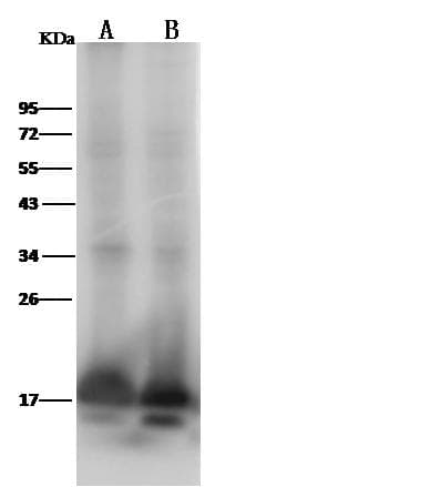 HIST1H3A Antibody (Preservative Free)