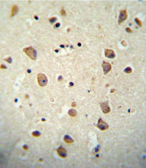 CNTN2 / TAX Antibody (aa293-321)