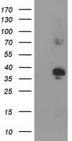 SIRT6 / Sirtuin 6 Antibody (clone OTI1G3)