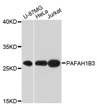PAFAH1B3 Antibody