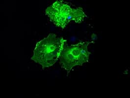FCGR2 / CD32 Antibody (clone OTI19C10)