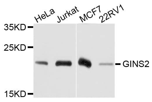 PSF1 / GINS2 Antibody