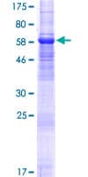 Human TMEM30A Protein (Recombinant GST)