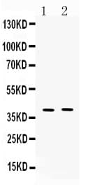 MC3R / MC3 Receptor Antibody