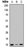 RPS23 / Ribosomal Protein S23 Antibody (N-Terminus)