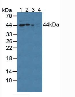 PPID / Cyclophilin D Antibody (aa7-191, APC, Cy7)