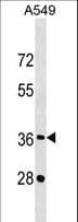 CREBZF / Zhangfei Antibody (aa280-309)