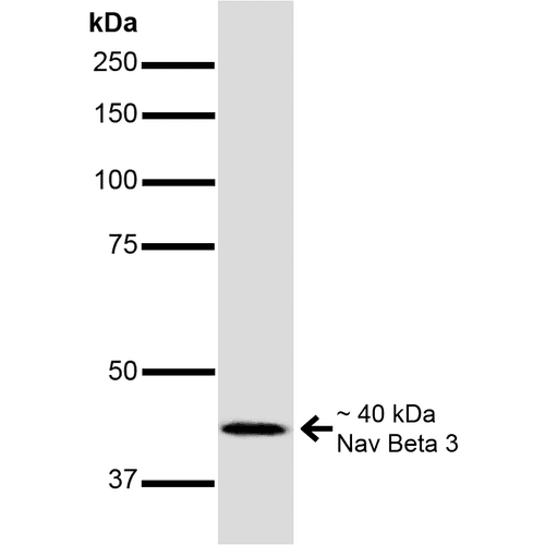 SCN3B Antibody (clone S396-29, APC)