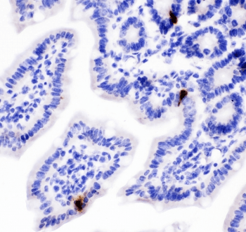 Polyclonal Rabbit anti-Mouse Peptide YY / PYY Antibody (IHC, WB)